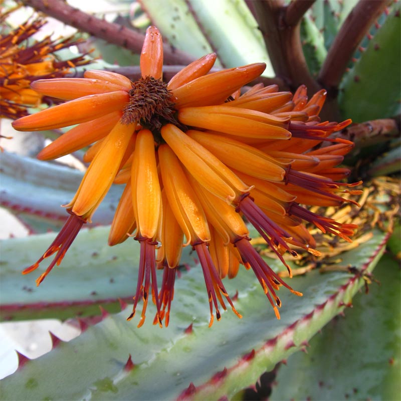 Image of Aloe ferox specimen.