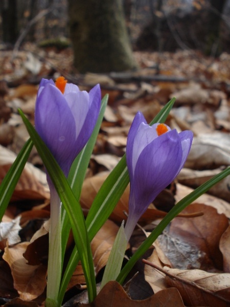 Image of Crocus heuffelianus specimen.