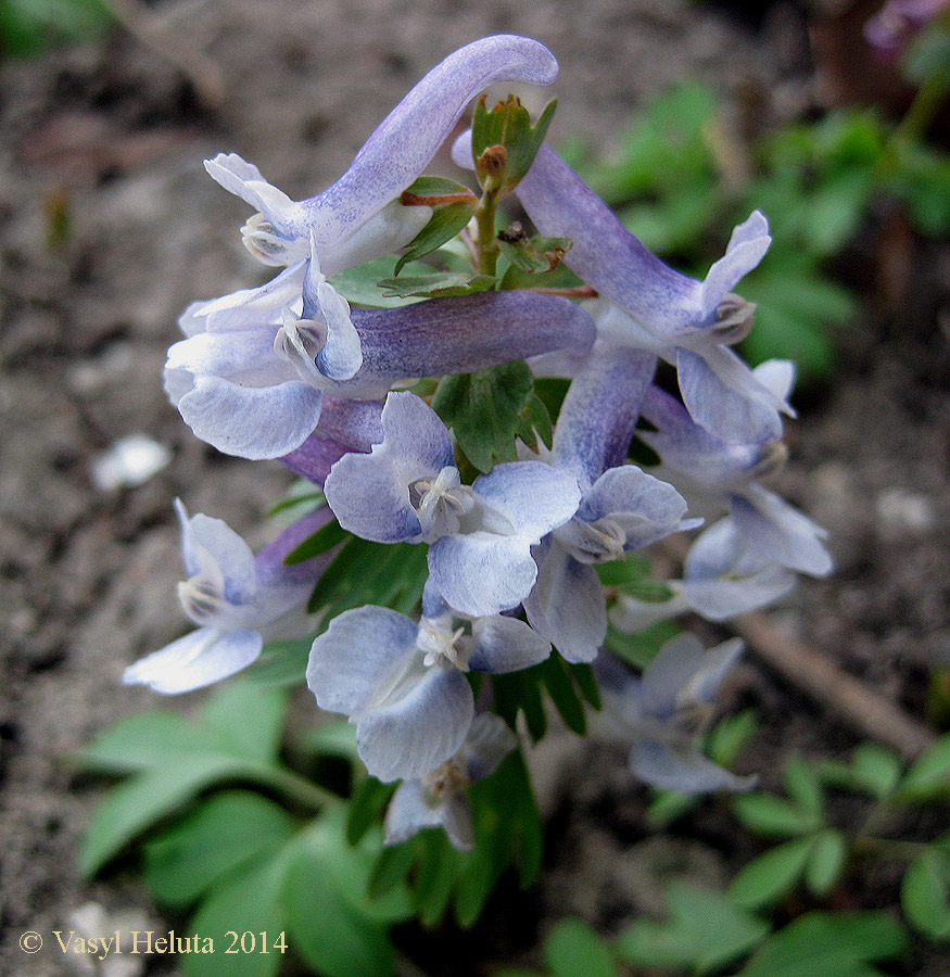 Изображение особи Corydalis solida.