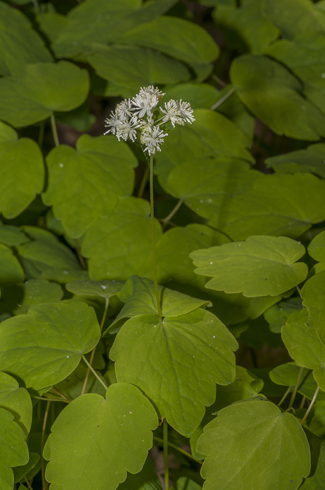 Image of Thalictrum filamentosum specimen.