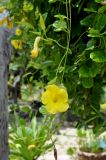 Pentalinon luteum. Верхушка побега с цветком. Таиланд, остров Тао. 25.06.2013.