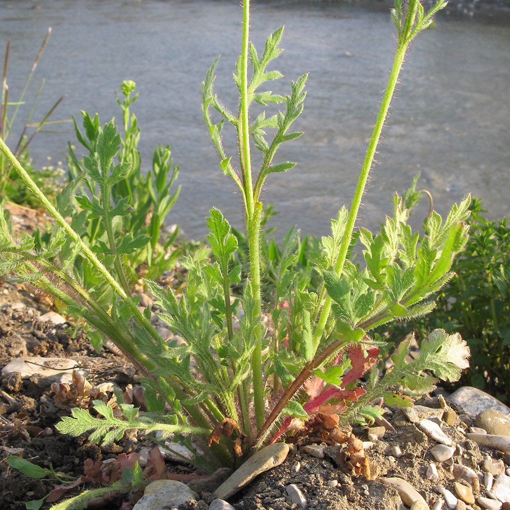 Изображение особи Papaver stevenianum.