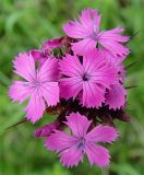 Dianthus capitatus