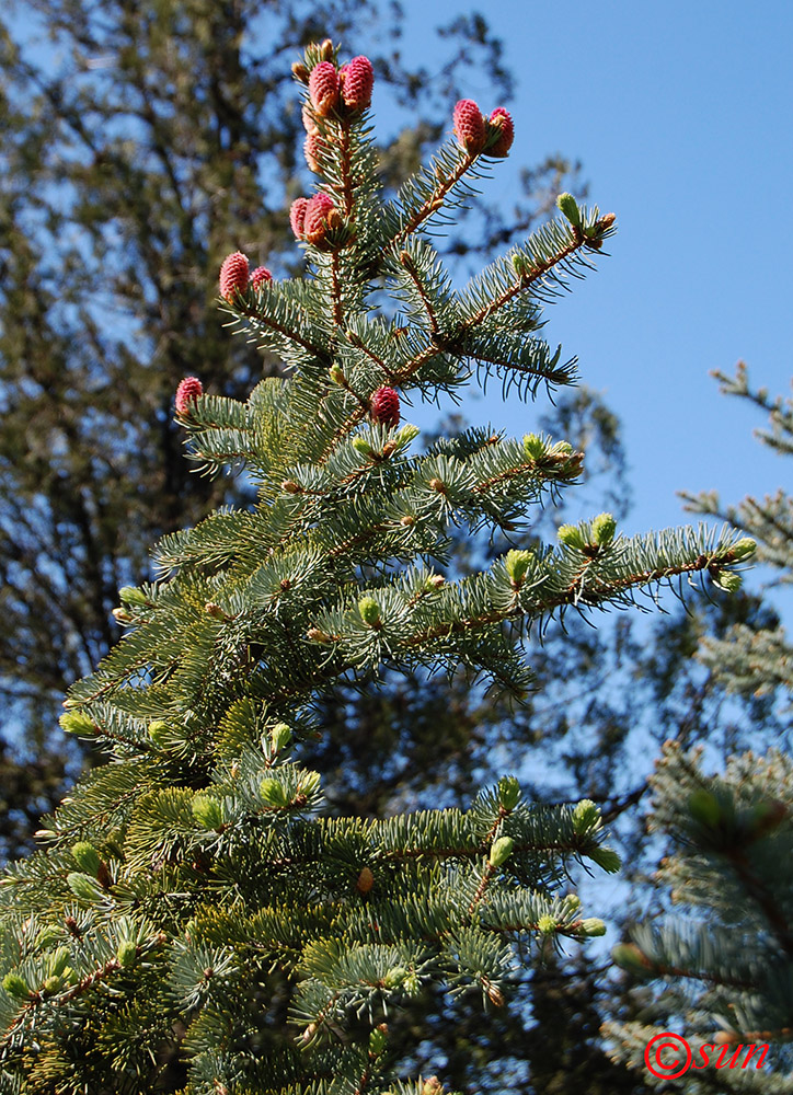 Image of Picea pungens specimen.