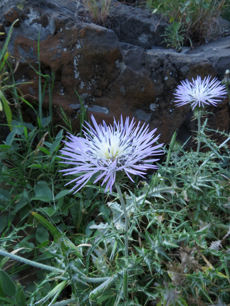 Изображение особи Galactites tomentosus.