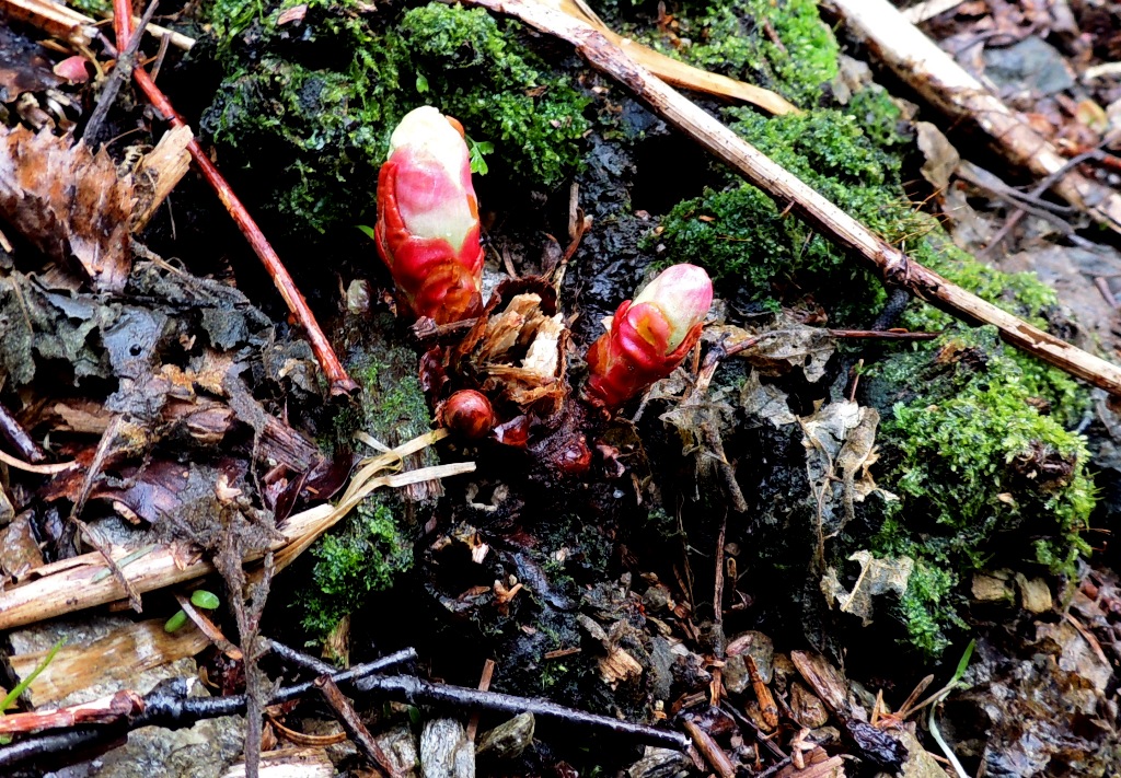 Image of Reynoutria sachalinensis specimen.