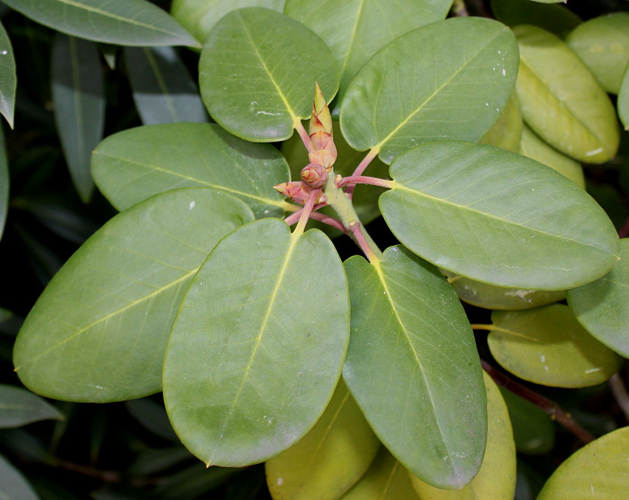 Image of Rhododendron hemsleyanum specimen.