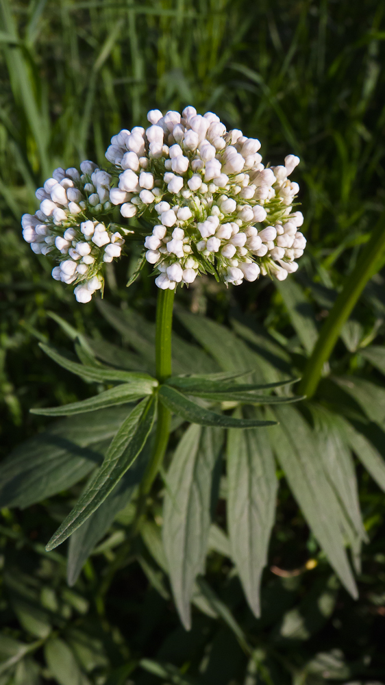 Изображение особи род Valeriana.