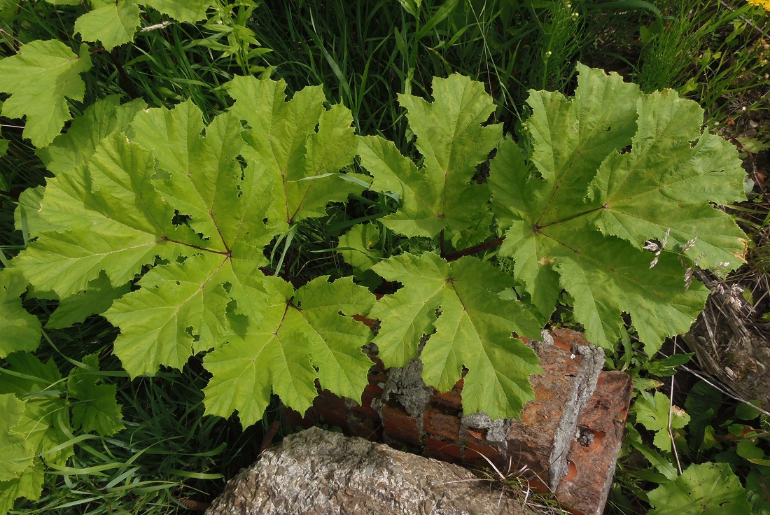 Изображение особи Heracleum sosnowskyi.