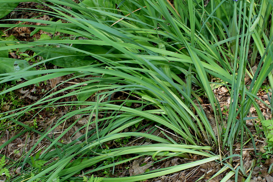 Image of Iris sibirica specimen.