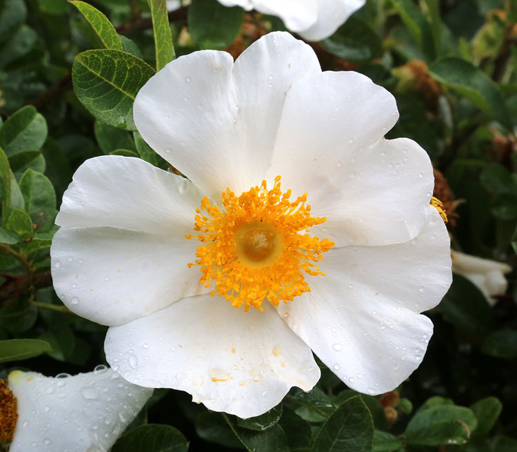 Image of genus Cistus specimen.