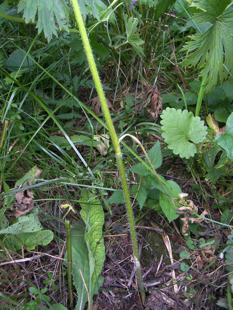 Изображение особи Heracleum chorodanum.