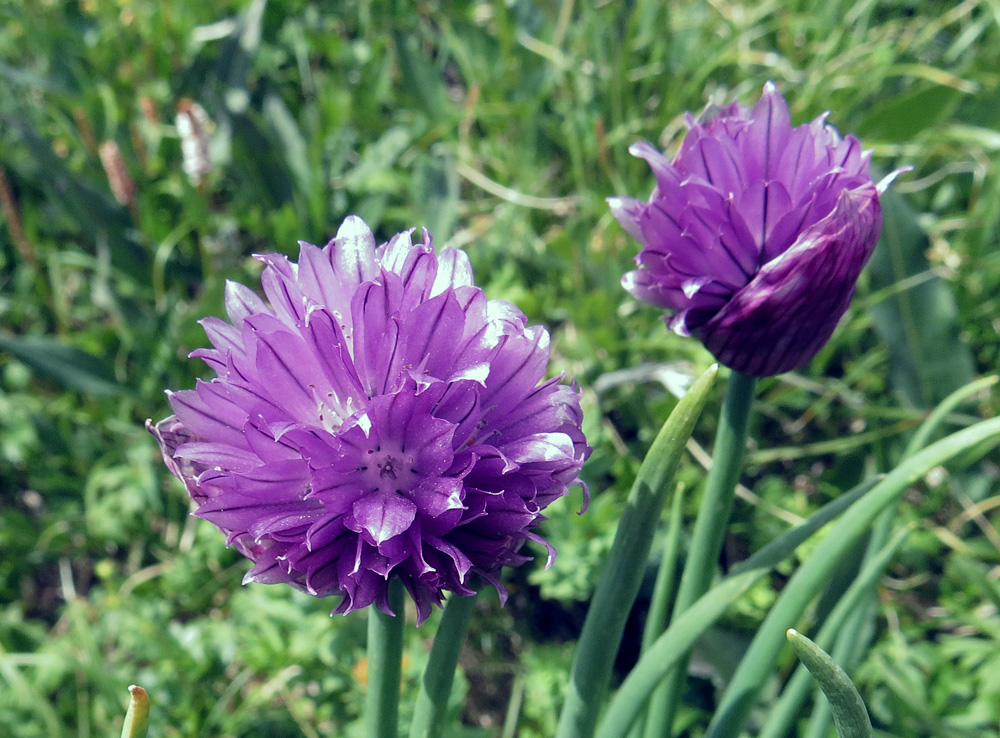 Изображение особи Allium schoenoprasum.