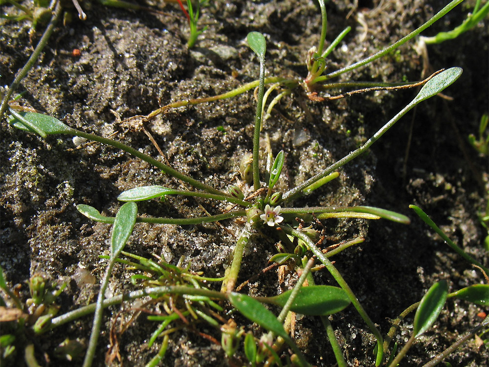 Image of Limosella aquatica specimen.