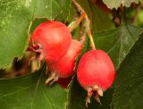 Смотреть изображение Crataegus submollis