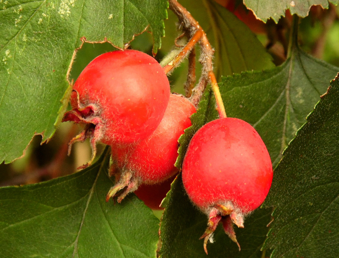 Image of Crataegus submollis specimen.