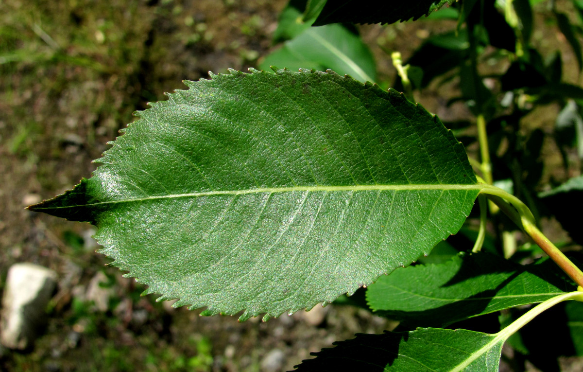 Image of Salix triandra specimen.