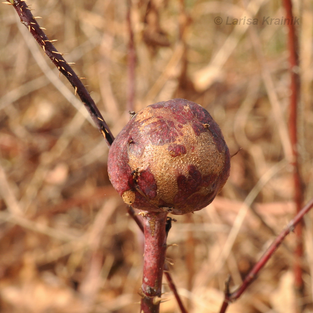 Image of Rosa davurica specimen.