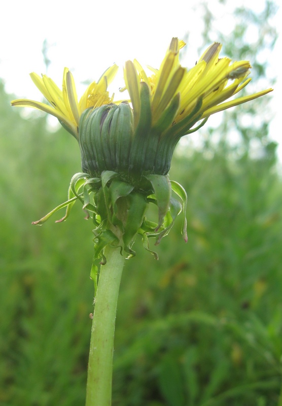 Image of Taraxacum officinale specimen.