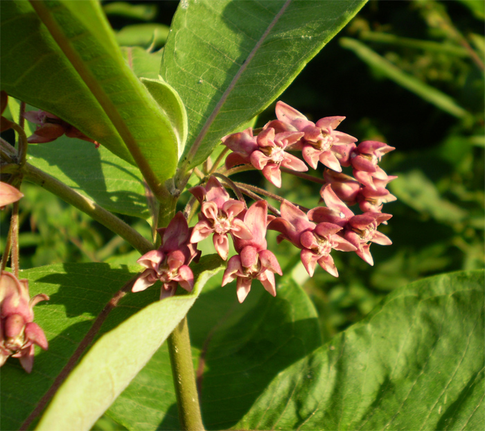 Изображение особи Asclepias syriaca.