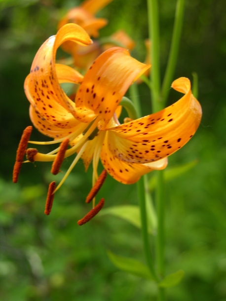 Image of Lilium debile specimen.