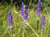 Veronica spicata