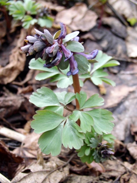 Изображение особи Corydalis ambigua.