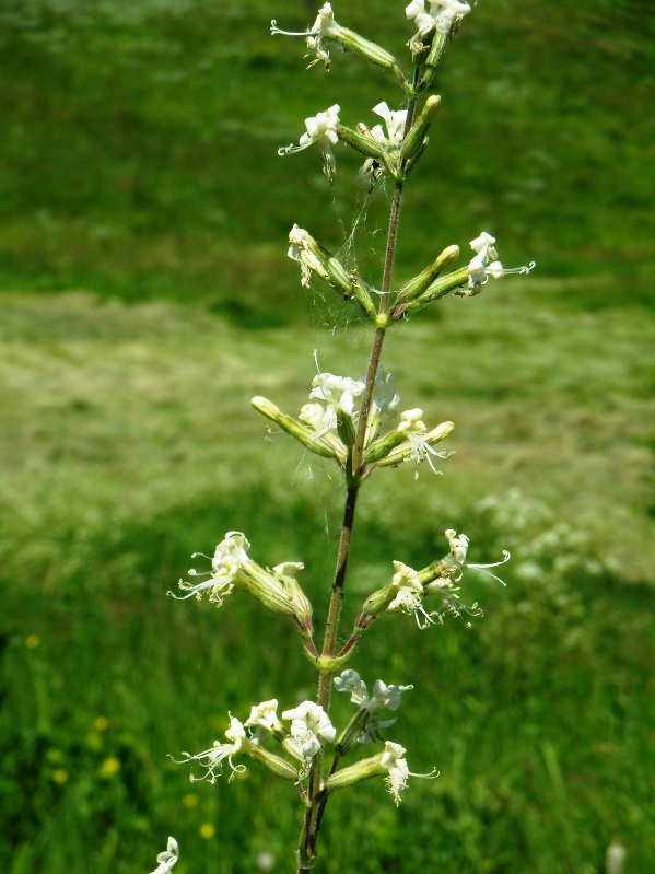 Изображение особи Silene viscosa.