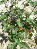 Solanum zelenetzkii