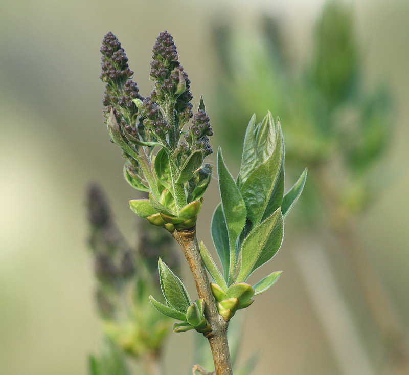 Изображение особи Syringa vulgaris.