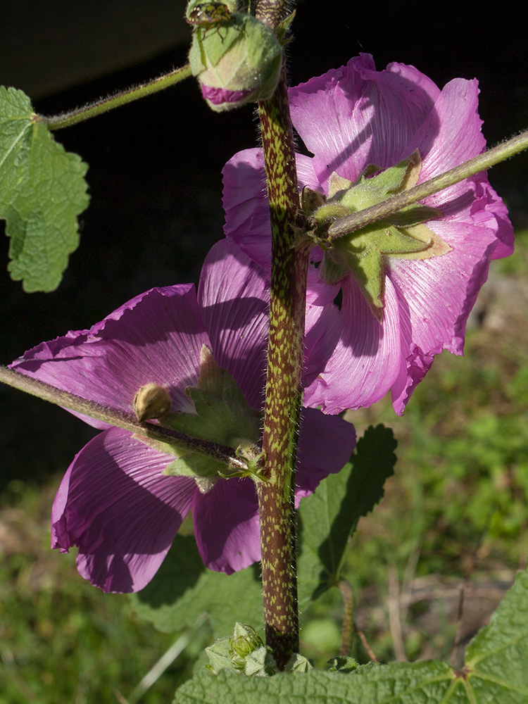 Image of Alcea setosa specimen.