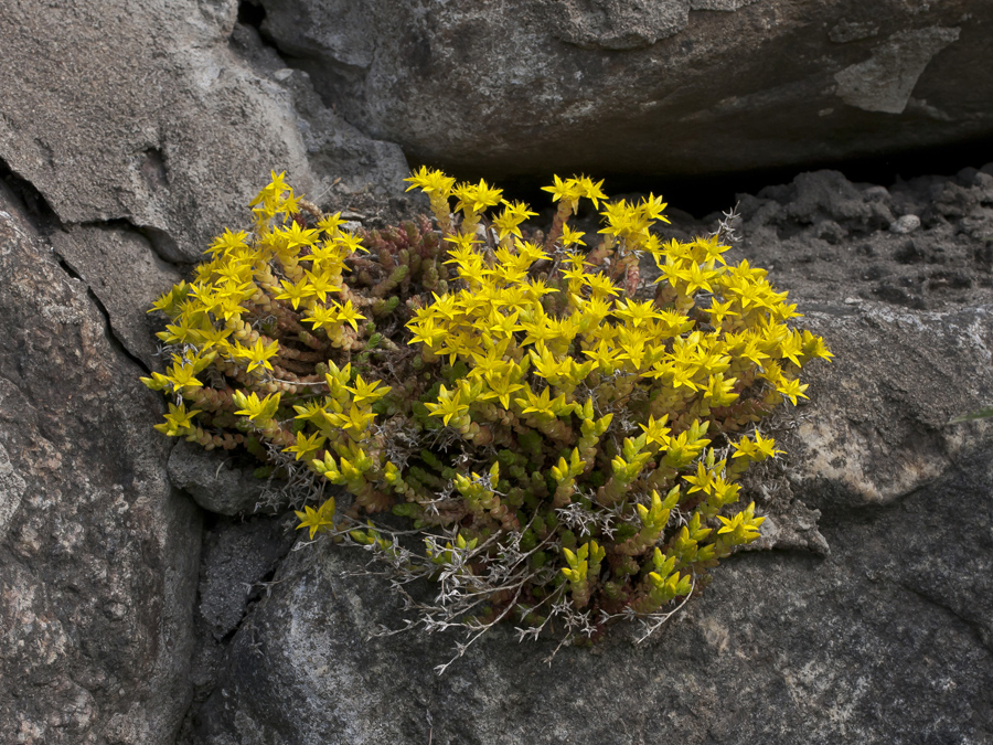 Изображение особи Sedum acre.