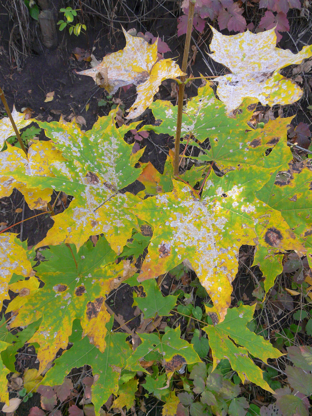 Image of Acer platanoides specimen.