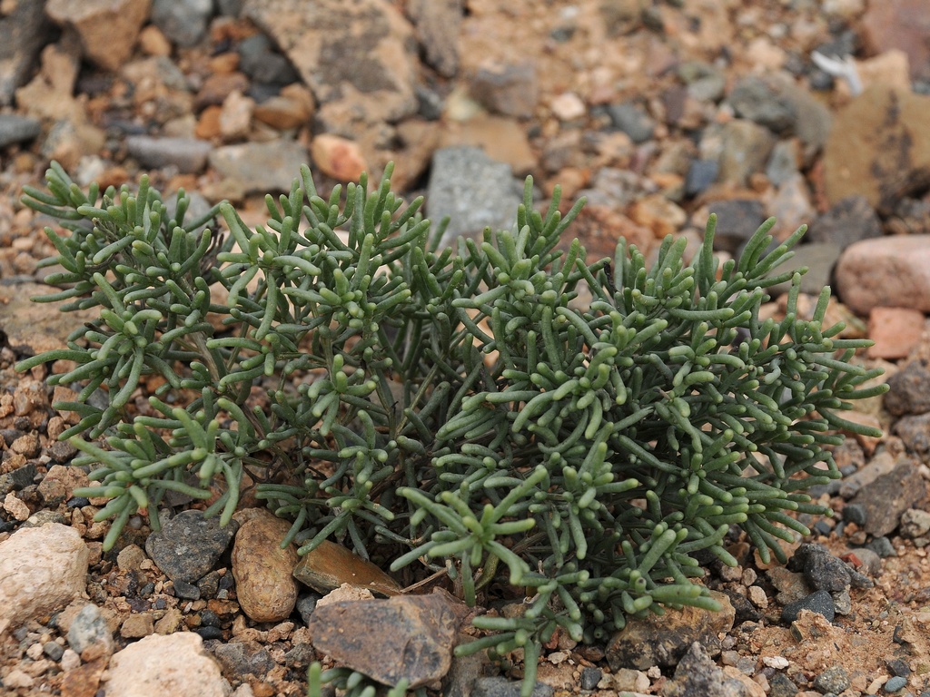 Image of Sympegma regelii specimen.