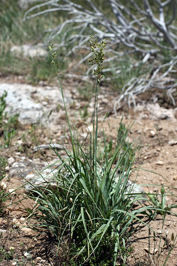 Image of Festuca karatavica specimen.