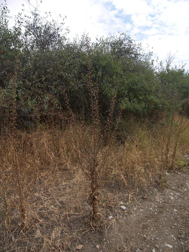 Image of Verbascum blattaria specimen.