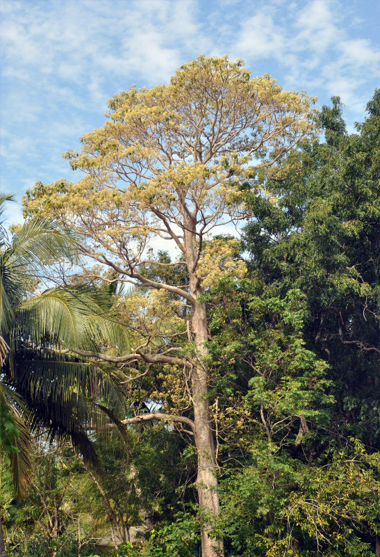 Image of Gyrocarpus americanus specimen.