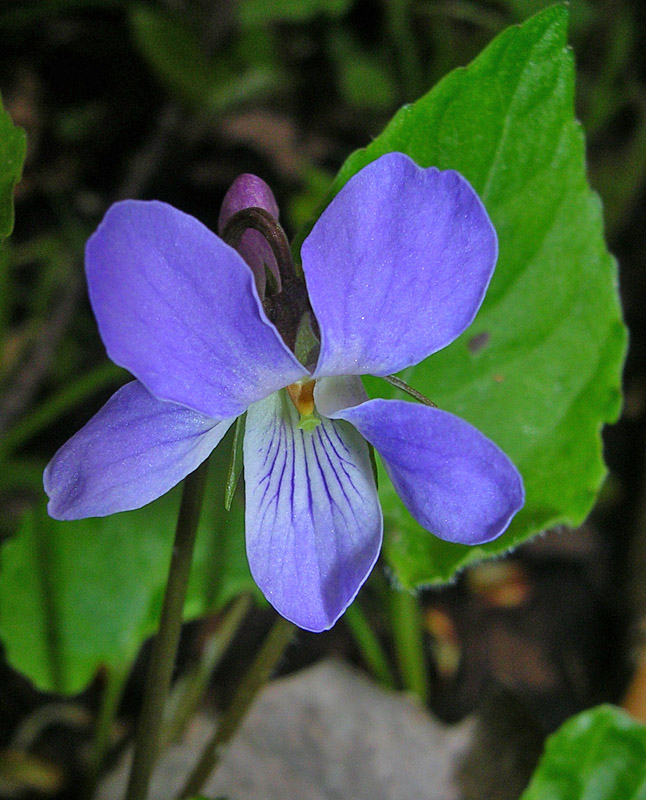 Image of Viola selkirkii specimen.