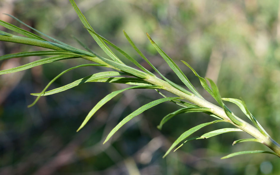 Image of Adenophora himalayana specimen.