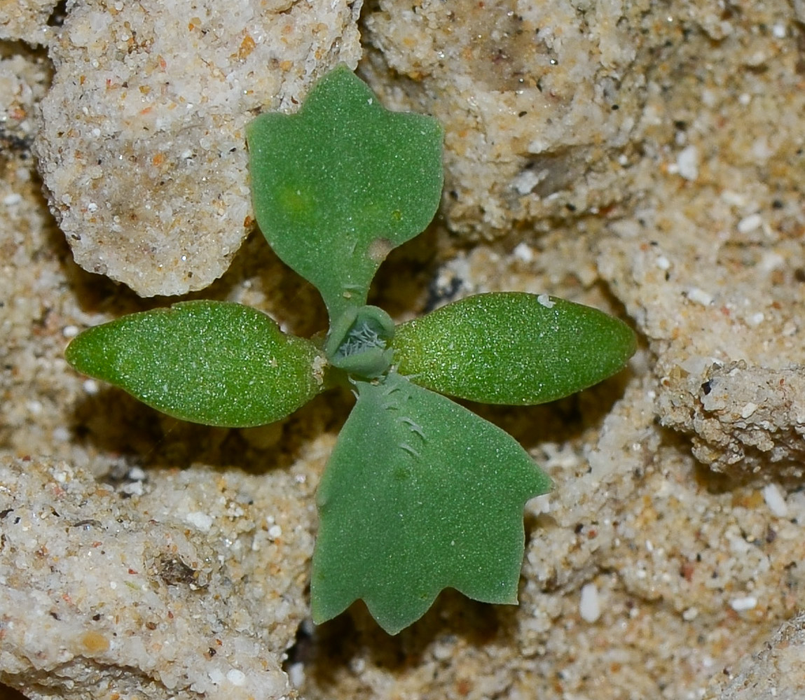 Изображение особи Glaucium flavum.