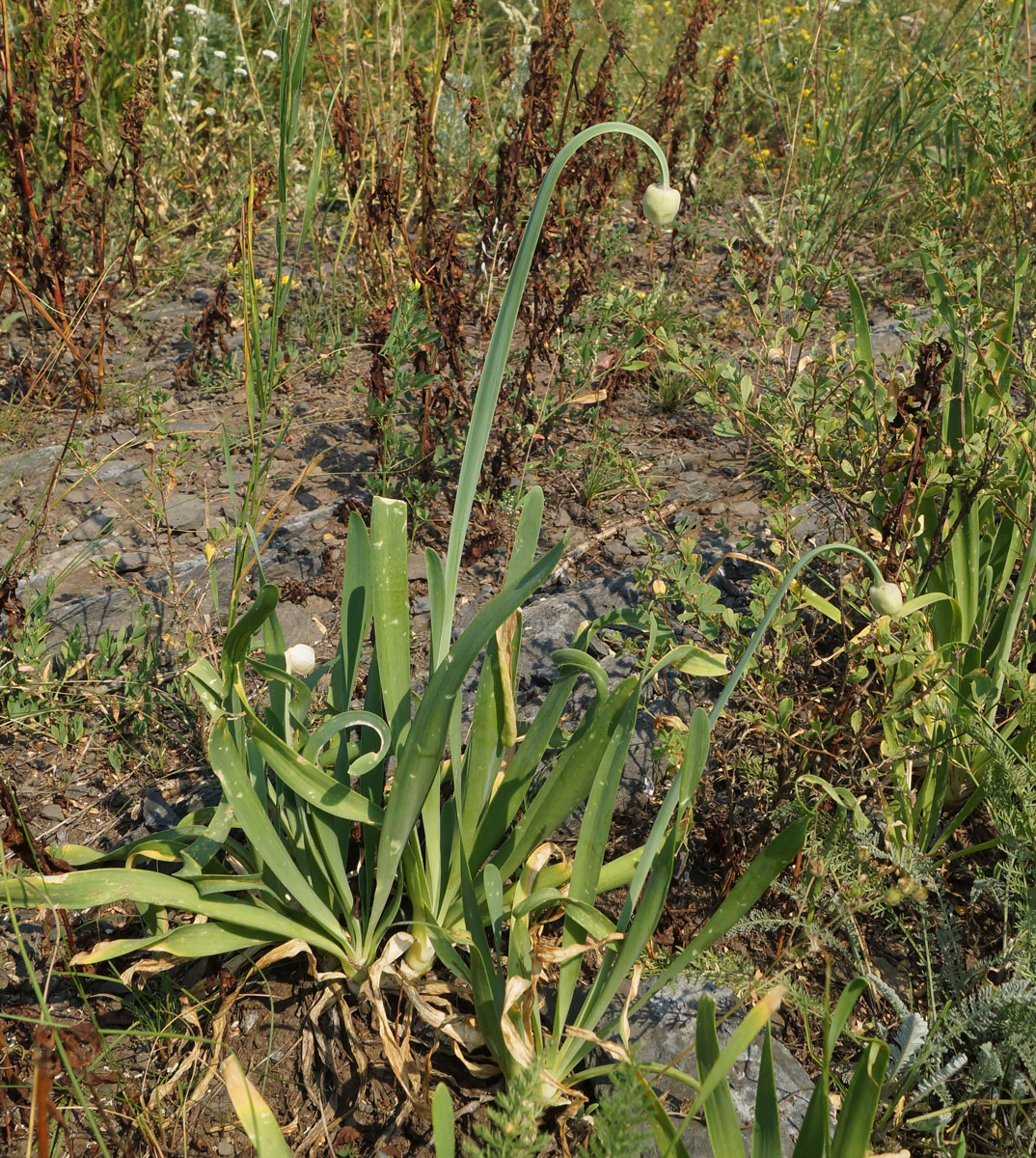 Image of Allium nutans specimen.