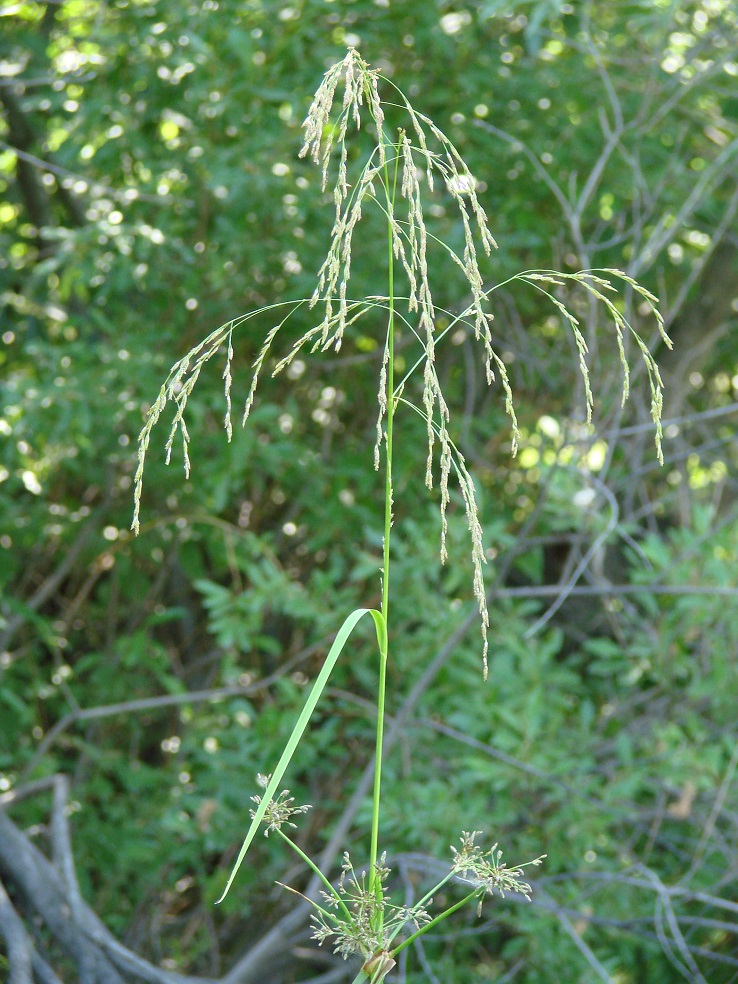 Image of genus Glyceria specimen.