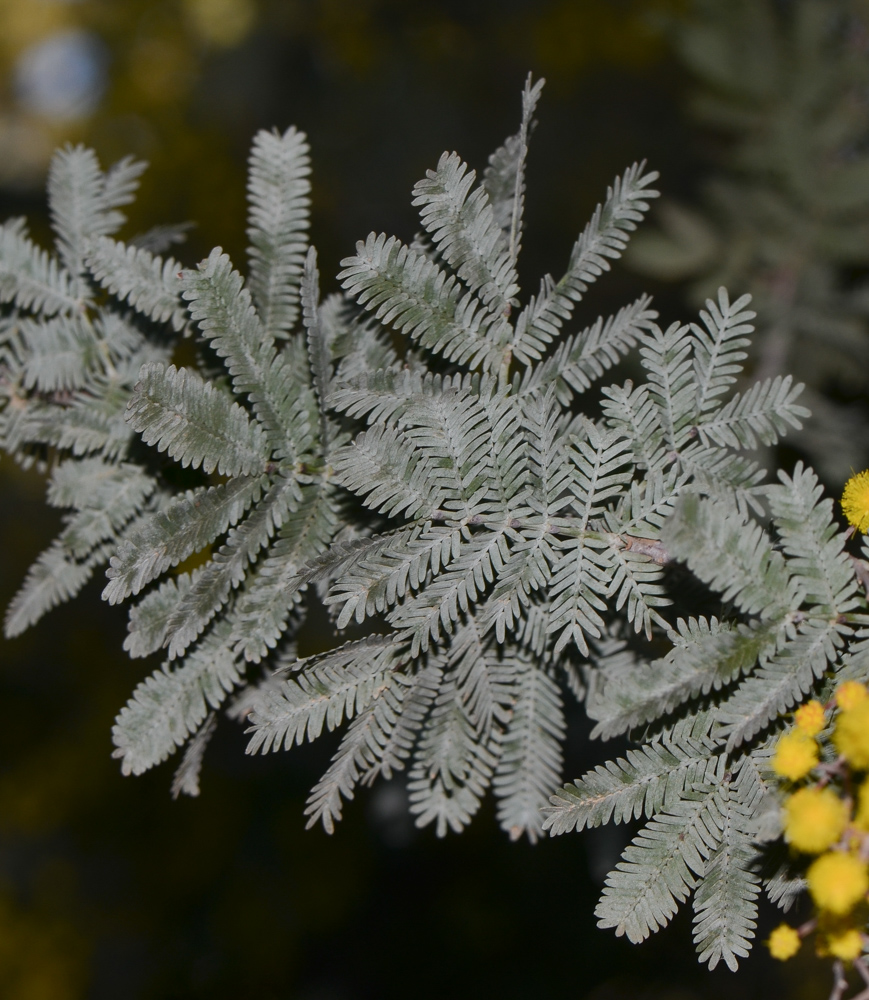 Image of Acacia baileyana specimen.