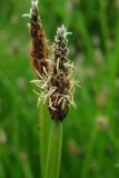 Eleocharis palustris. Соцветие. Окр. Архангельска, мелководье затона реки. 09.07.2014.