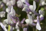 Vicia cretica subspecies aegaea. Цветки. Греция, Эгейское море, север о-ва Парос, национальный парк Св. Яниса Детис Колимбифрес; скалистый берег моря. 07.04.2015.