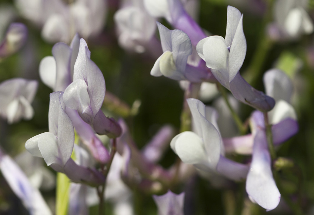 Image of Vicia cretica ssp. aegaea specimen.