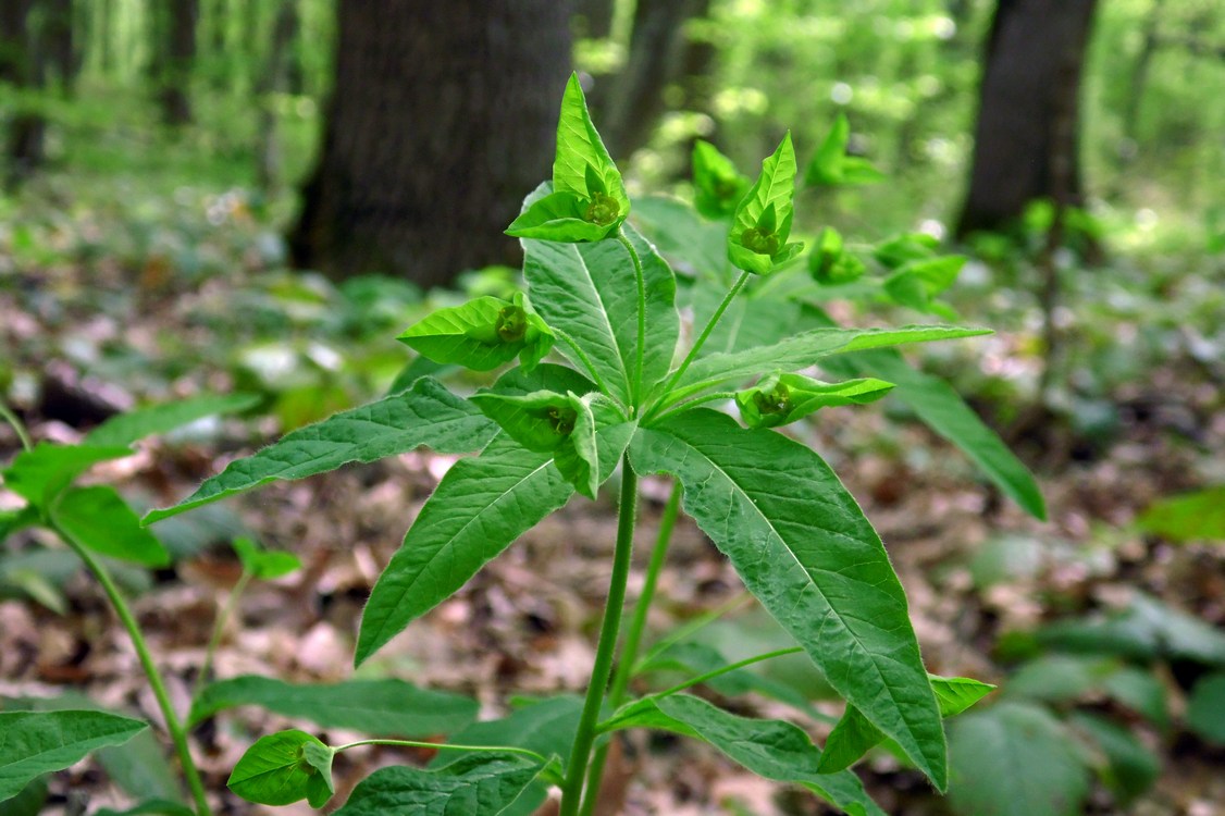 Image of Euphorbia squamosa specimen.