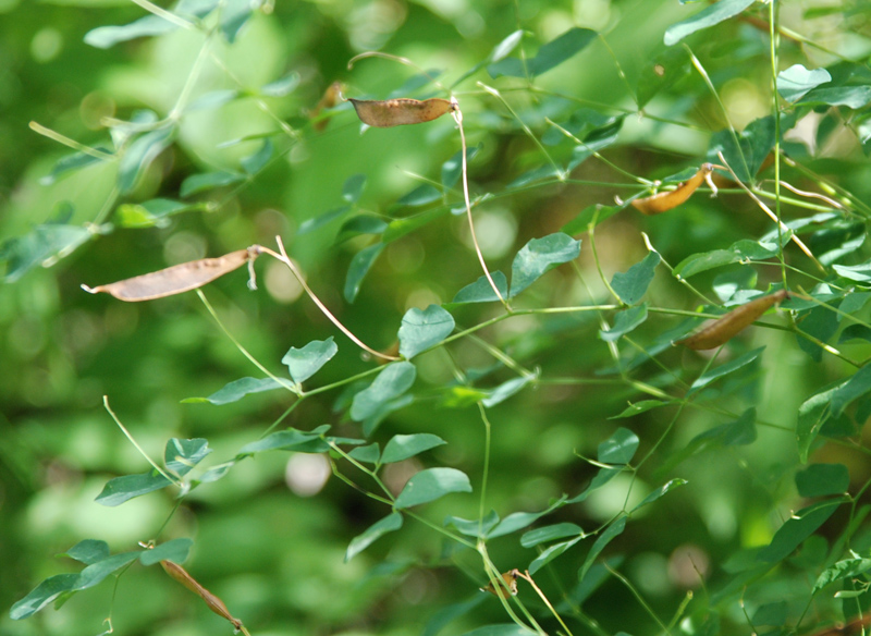 Image of Lathyrus roseus specimen.