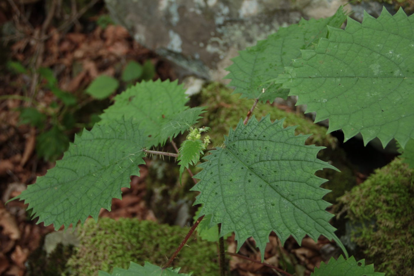 Image of Girardinia septentrionalis specimen.