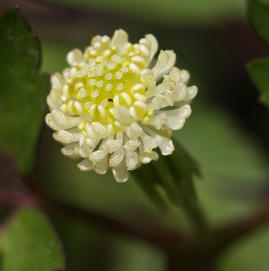 Image of Anemone reflexa specimen.